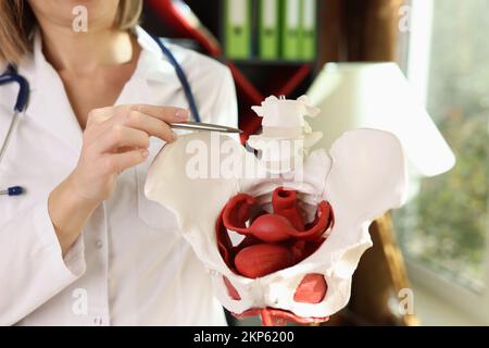Medico ginecologo che mostra le ossa di pelvi femminile closeup Foto Stock