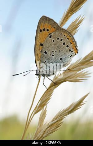 Naturale primo piano sul grande rame, Lycaena dispar, seduta con ali chiuse nella vegetazione contro il cielo Foto Stock
