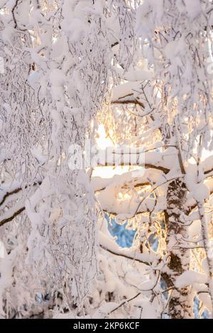 Rami di betulla in inverno con neve Foto Stock