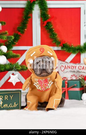 Cane Bulldog francese indossando divertente costume di Natale con pan di zenzero con le braccia circondato da decorazione festosa Foto Stock