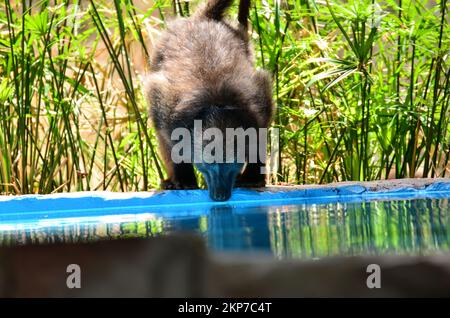 Baboon acqua potabile scimmia Ape Namibia Africa Foto Stock