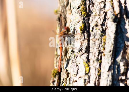 Libellula rossa, Neurothemis fluttuans è seduta su un bosco, Haff Reimich riserva naturale in Lussemburgo Foto Stock