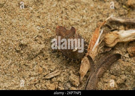 Dettaglio del primo piano su un bug marrone europeo dello scudo della paglia del letto, Dyroderes umbraculatus sul terreno Foto Stock