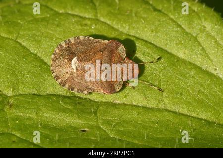 Dettaglio del primo piano su un bug marrone europeo dello scudo della paglia del letto, Dyroderes umbraculatus su una foglia verde Foto Stock