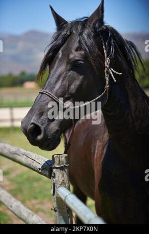 Il posto migliore per cavalli purosangue. un cavallo di baia scuro in piedi in un campo da una recinzione. Foto Stock
