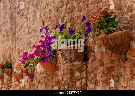 Fiori in vasi di argilla su un muro di pietra Foto Stock