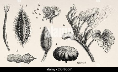 Frutti di Eriophile. 1 Bidens pilosa, 2 frutti della carota selvatica (Daucus carota), 3 Onobrychis viciifolia anche nota come O. sativa o sainfoin comune, 4 frutta balsamo, 5 apertura stessa quando matura, 6 momordico, 7 frutti elastici di clessidra. Vecchio 19th ° secolo illustrazione incisa da la natura 1890 Foto Stock