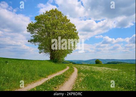 Paesaggio, percorso prato, albero, nuvole, primavera, Winter box, Lindenfels, Bergstrasse, Odenwald Foto Stock