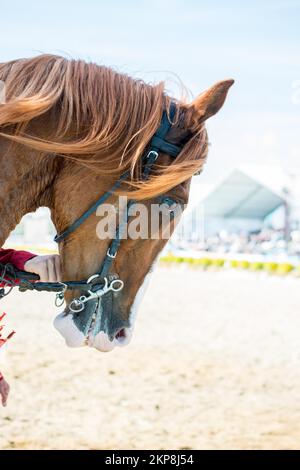 Testa di un cavallo all'aperto con parziale imbracatura in vista Foto Stock