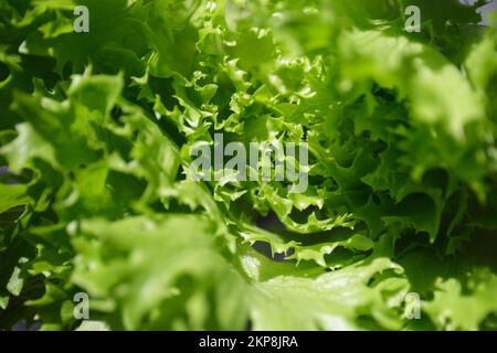 Foglie di lattuga verde. Un mazzo di lattuga fresca, vista dall'alto Foto Stock