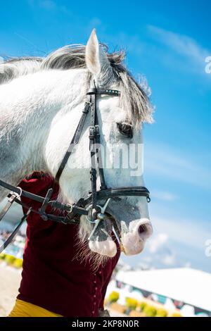 Testa di un cavallo all'aperto con parziale imbracatura in vista Foto Stock