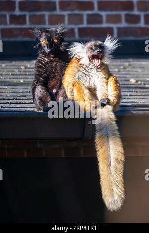 Un colpo verticale di un paio di lemuridi seduti sul tetto Foto Stock