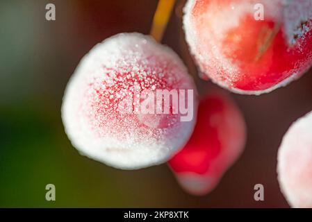 Mele rosse ornamentali ricoperte di glassa di ghiaccio. Foto Stock