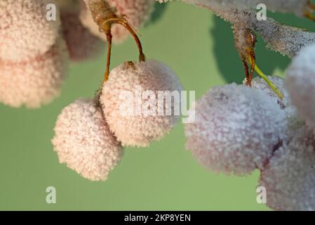 Mele rosse ornamentali ricoperte di glassa di ghiaccio. Foto Stock