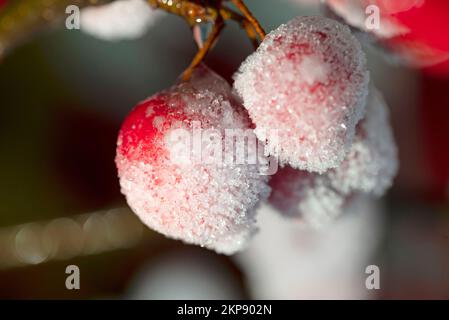 Mele rosse ornamentali ricoperte di glassa di ghiaccio. Foto Stock