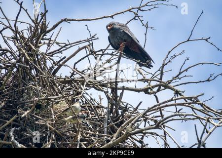 Simbiosi complessa ad una faccia, o sinoikia. Rook costruì il nido. Il falco dai piedi rossi ha preso il nido dal ruscello e si è stabilito proprio. Spanish Sparrow ne ha approfittato Foto Stock