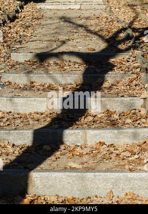 Torino, Italia - 24 novembre 2022: Ombra di un albero su una scala in un parco pubblico. Foto Stock