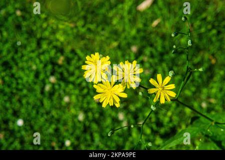 Nipplewort comune, Lapsana communis, fioritura a Pruhonice, regione della Boemia centrale, Repubblica ceca, Il 12 giugno 2022. (Foto CTK/Libor Sojka) Foto Stock