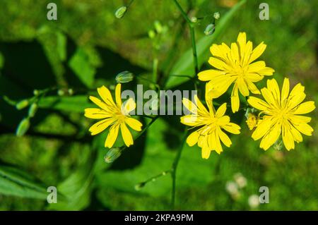 Nipplewort comune, Lapsana communis, fioritura a Pruhonice, regione della Boemia centrale, Repubblica ceca, Il 12 giugno 2022. (Foto CTK/Libor Sojka) Foto Stock