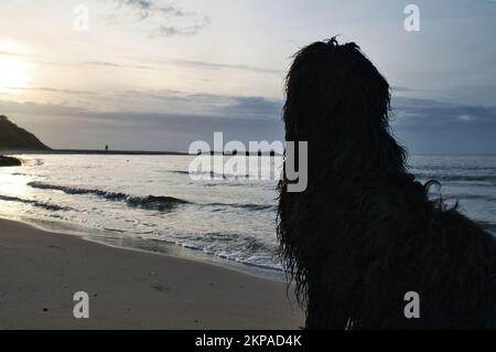 Goldendoodle si trova sulla spiaggia vicino al mare e guarda al tramonto. Onde in acqua e sabbia sulla spiaggia. Paesaggio girato con un cane Foto Stock