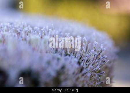 Un primo piano di aghi di pino gelido - carta da parati naturale Foto Stock