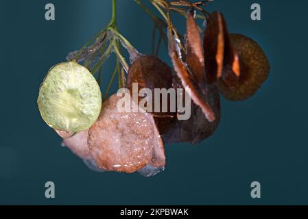 Semi autunnali di Hop albero con ghiaccio su di esso. Foto Stock