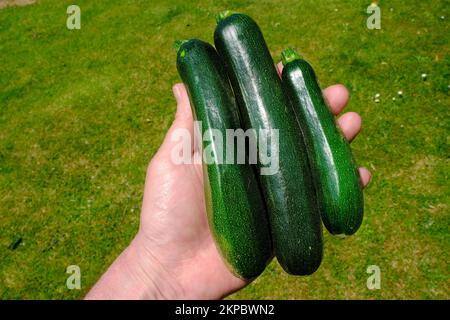 Maschio mano che tiene appena raccolte zucchine - John Gollop Foto Stock