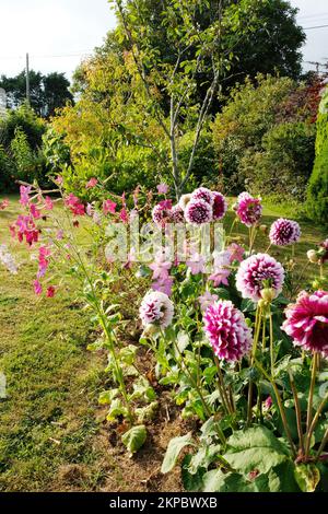 Dahlias e nicotiana in un giardino estivo - John Gollop Foto Stock