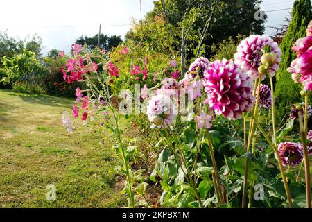 Dahlias e nicotiana in un giardino estivo - John Gollop Foto Stock