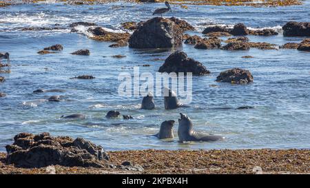 Elefanti marini che giocano e combattono nell'oceano pacifico sulla costa della california, con maree sulle rocce in acqua, lungo l'higway 1 il Big sur Foto Stock