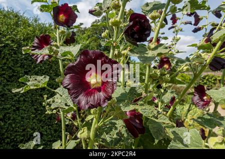 Primo piano di rosso scuro hollyhock Hollyhocks fiori alecea rosea crescente in un giardino cottage confine in estate Inghilterra Regno Unito Regno Unito Foto Stock