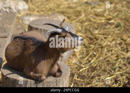 Capra domestica marrone nella fattoria. Carino una capra di lana di angora. Una capra in un fienile in una fattoria ecologica situata in campagna. Foto Stock