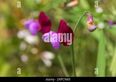 Lathyrus clymenum, Crimson Pea Flower con spazio copia e uno sfondo naturale in modalità paesaggio Foto Stock