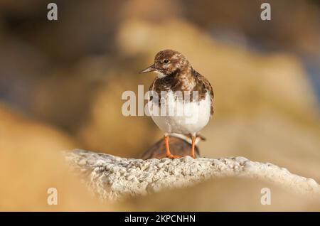 Ruddy Turnstone Bird (Arenaria interpres) piumaggio non riproduttivo su una spiaggia rocciosa, Andalusia, Spagna Foto Stock