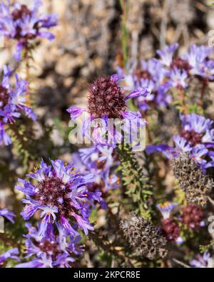 Coris monspeliensis, Montpellier Coris pianta in fiore Foto Stock