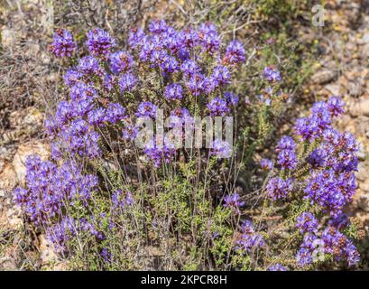 Coris monspeliensis, Montpellier Coris pianta in fiore Foto Stock