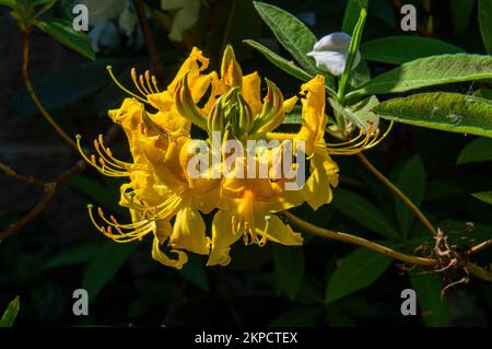 Primo piano della fioritura di Rhododendron Knap Hill Klondyke, Azalea a Pruhonice, Repubblica Ceca, il 12 maggio 2022. (Foto CTK/Libor Sojka) Foto Stock