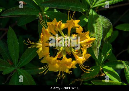 Primo piano della fioritura di Rhododendron Knap Hill Klondyke, Azalea a Pruhonice, Repubblica Ceca, il 12 maggio 2022. (Foto CTK/Libor Sojka) Foto Stock