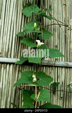 La bentgrass strisciante cresce in aree basse, tipicamente lungo le linee della proprietà dove l'acqua defluisce dalla vostra casa, ma può anche crescere in tutta la vostra Foto Stock
