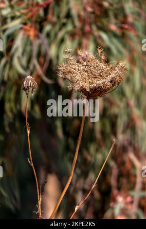 Fiori secchi stagionali e erba primo piano su uno sfondo sfocato. Messa a fuoco selettiva. Foto Stock