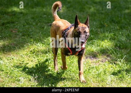 Cane pastore belga, malinois, che corre su erba verde. Foto di alta qualità Foto Stock