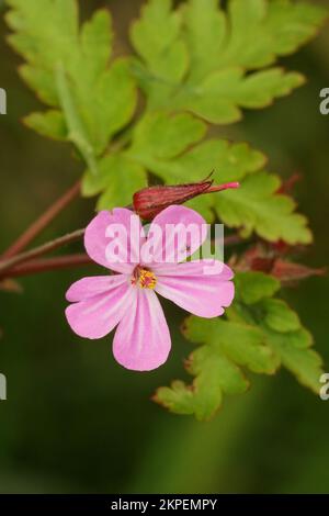 Primo piano verticale di una bella rosa Erba robert fiore, Geranium robertianum, circondato da foglie verdi Foto Stock