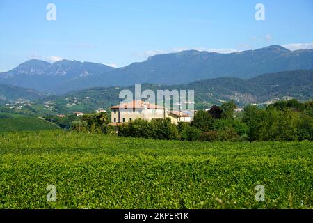 Vigneti lungo la strada dei vigneti Prosecco e Conegliano, in provincia di Treviso, Veneto, Italia, in estate. Patrimonio dell'umanità dell'UNESCO Foto Stock