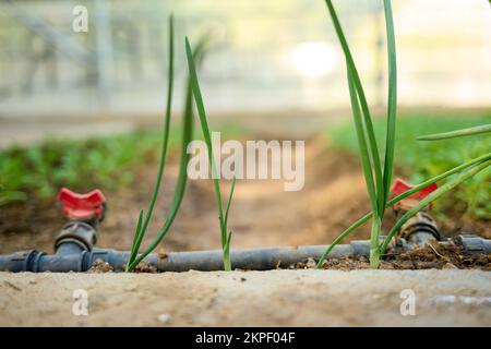 Piante di cipolla di casa coltivate in una serra metodi biologici casa. Sistema di irrigazione automatica a goccia installato. Giardinaggio domestico. Grecia. Foto Stock