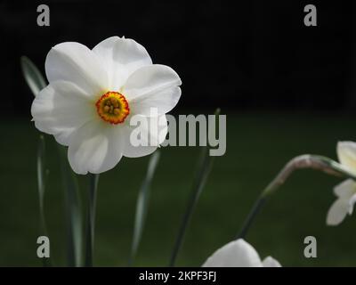 Primo piano di un occhio di fagiano narciso "Actaea" bulbo in fiore durante il sole primaverile in un giardino britannico Foto Stock