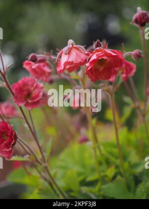 Primo piano dei fiori di Geum 'Petticoats Rosa' (Avens) Foto Stock