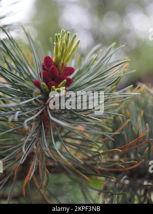 Primo piano dei giovani coni su una conifera di Pinus pumila 'glauca' (pino siberiano di nana glauca) Foto Stock