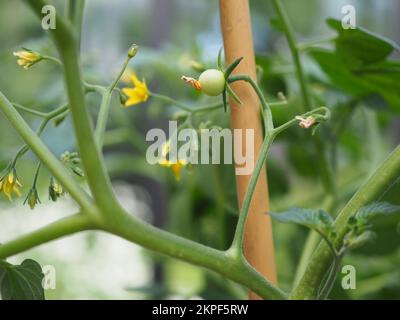 Micro ciliegia pomodoro maturazione sulla vite Foto Stock