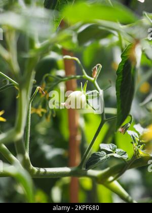 Micro ciliegia pomodoro maturazione sulla vite Foto Stock