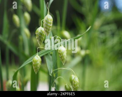 Primo piano dei fiori di Briza maxima (erba che scava più grande) al sole Foto Stock